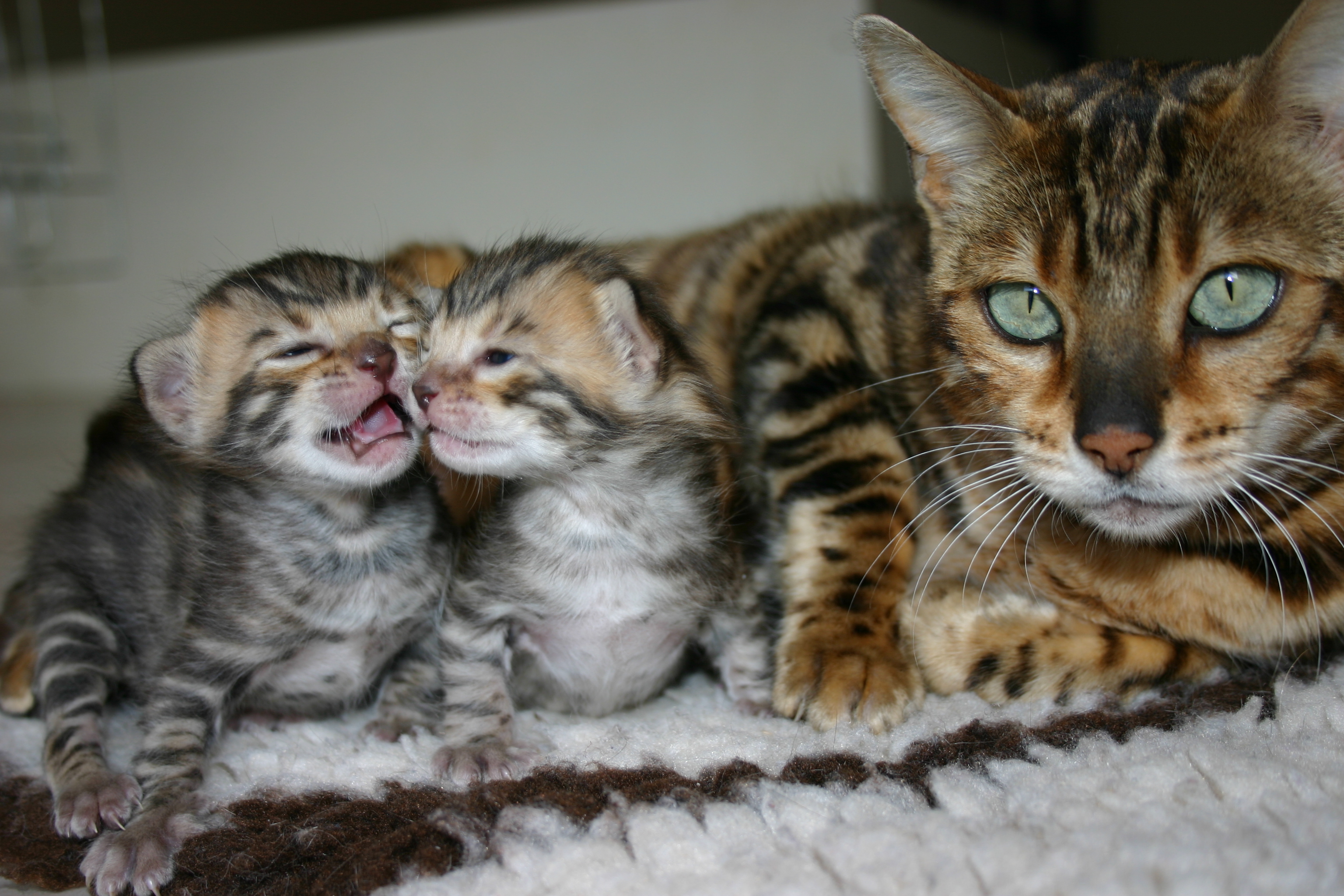 peluche chat bengal